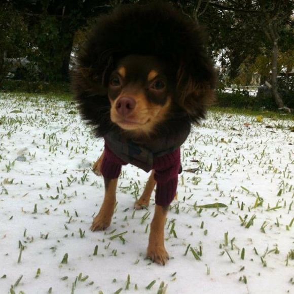 Meet your Posher, Monica - Picture 1 of 1